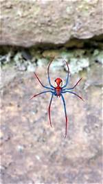 A Fascinating Exploration of Arachnianthropos Principialis