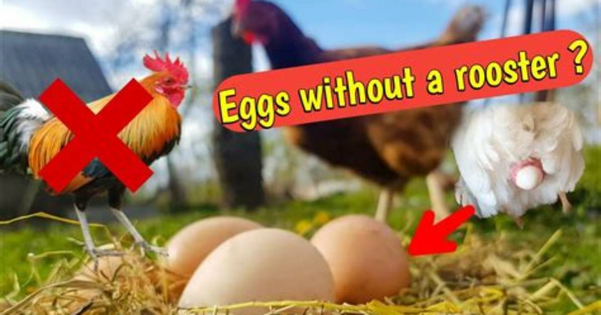 Can Hens Produce Eggs Without a Rooster? a Comprehensive Guide