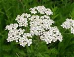 Exploring the Distinctive Features of Yarrow and Queen Anne's Lace