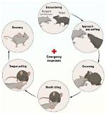Exploring the Enigmatic Behavior of Mice: the Curious Case of Tidying up Sheds