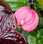 Top Facts About Emma Anthurium: Bio, Career & More
