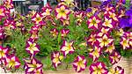 Unraveling the Charm of Thapelo Petunia: a Rising Star