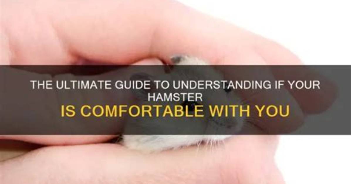 X Hamster: the Ultimate Guide to Understanding and Caring for Your Pet